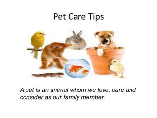 Pet Care Tips

A pet is an animal whom we love, care and
consider as our family member.

 