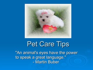 Pet Care Tips &quot;An animal's eyes have the power to speak a great language.&quot;  - Martin Buber  