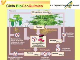 Ciclo BioGeoQuímico
 