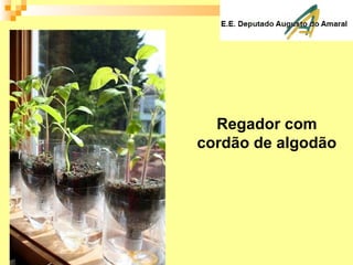 Regador com
cordão de algodão
 