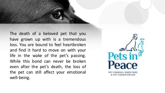 pet cremation services