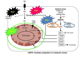 FET
FCLFCL
FDG
FET
FLT
FL
Nucelotide
syntehsis
 