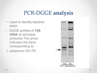 PCR-DGGE analysis
• Used to identify bacteria
strain.
• DGGE profiles of 16S
rDNA of microbial
consortia The arrow
indicates the band
corresponding to
I. sakaiensis 201-F6.
 