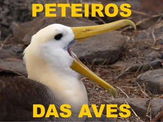PETEIROS




DAS AVES
 