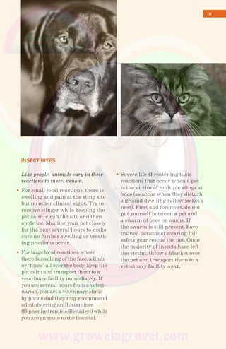 10
Like people, animals vary in their
reactions to insect venom.
For small local reactions, there is
swelling and pain at the sting site
but no other clinical signs. Try to
remove stinger while keeping the
pet calm, clean the site and then
apply ice. Monitor your pet closely
for the next several hours to make
sure no further swelling or breath-
ing problems occur.
For large local reactions where
there is swelling of the face, a limb,
or “hives” all over the body, keep the
pet calm and transport them to a
veterinary facility immediately. If
you are several hours from a veteri-
narian, contact a veterinary clinic
by phone and they may recommend
administering antihistamines
(Diphenhydramine/Benadryl) while
you are en route to the hospital.
INSECT BITES
Severe life-threatening toxic
reactions that occur when a pet
is the victim of multiple stings at
once (as occur when they disturb
a ground dwelling yellow jacket’s
nest). First and foremost, do not
put yourself between a pet and
a swarm of bees or wasps. If
the swarm is still present, have
trained personnel wearing full
safety gear rescue the pet. Once
the majority of insects have left
the victim, throw a blanket over
the pet and transport them to a
veterinary facility asap.
 