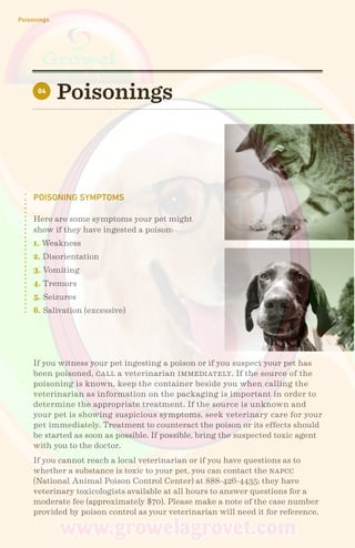 Poisonings
Poisonings04
POISONING SYMPTOMS
Here are some symptoms your pet might
show if they have ingested a poison:
1. Weakness
2. Disorientation
3. Vomiting
4. Tremors
5. Seizures
6. Salivation (excessive)
If you witness your pet ingesting a poison or if you suspect your pet has
been poisoned, call a veterinarian immediately. If the source of the
poisoning is known, keep the container beside you when calling the
veterinarian as information on the packaging is important in order to
determine the appropriate treatment. If the source is unknown and
your pet is showing suspicious symptoms, seek veterinary care for your
pet immediately. Treatment to counteract the poison or its effects should
be started as soon as possible. If possible, bring the suspected toxic agent
with you to the doctor.
If you cannot reach a local veterinarian or if you have questions as to
whether a substance is toxic to your pet, you can contact the napcc
(National Animal Poison Control Center) at 888-426-4435; they have
veterinary toxicologists available at all hours to answer questions for a
moderate fee (approximately $70). Please make a note of the case number
provided by poison control as your veterinarian will need it for reference.
 