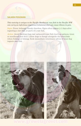 22
This toxicity is unique to the Pacific Northwest; raw fish in the Pacific NW
can carry an infectious organism (rickettsia) that can cause illness in pets.
Signs: Fever, lethargy, bloody diarrhea. Signs often appear 5–7 days after
ingesting a raw fish, or parts of a raw fish.
Action: Avoid feeding dogs raw salmonid-type fish (such as salmon, trout
or steelhead) and don’t’ allow dogs to forage alongside the river/lake
when fishing or hiking. Seek immediate veterinary advice if your dog
ingests raw fish.
SALMON POISONING
 