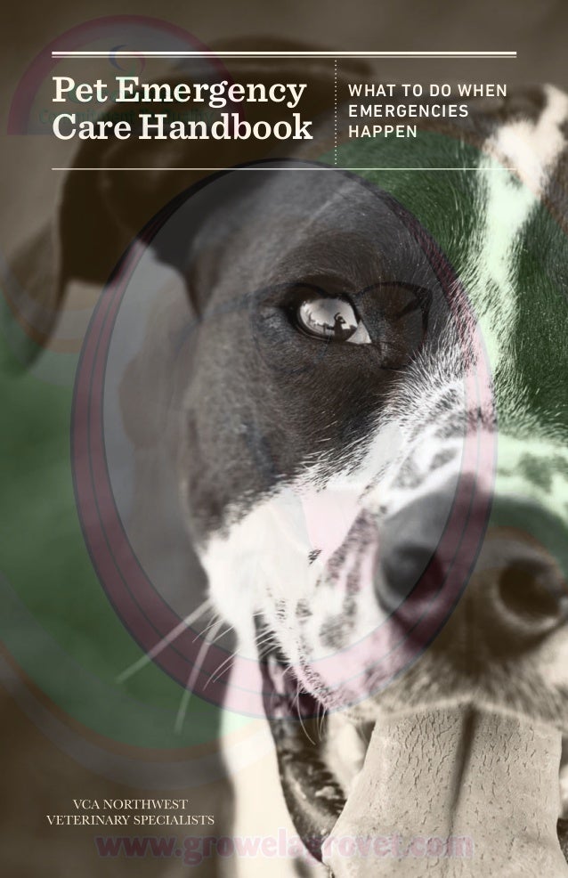 vca northwest veterinary specialists hospital