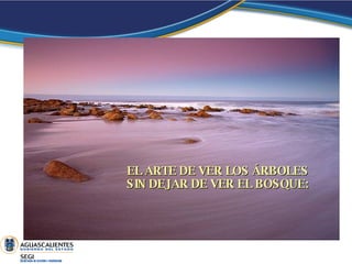 EL ARTE DE VER LOS ÁRBOLES SIN DEJAR DE VER EL BOSQUE: 