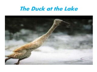 The Duck at the Lake
 