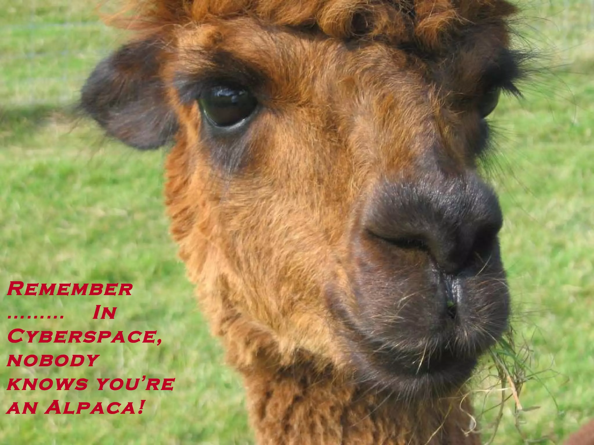 Remember  ………   In Cyberspace,  nobody knows you ’ re an Alpaca! 