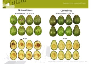 Queensland Primary Industries and Fisheries




    Not conditioned                                          Conditioned
At removal from 1 ºC for 16 d                     At removal from 1 ºC for 16 d




            At ripe                                                 At ripe




                                © The State of Queensland, Department of Employment, Economic Development and Innovation, 2009
 