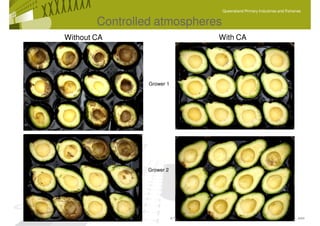 Queensland Primary Industries and Fisheries


        Controlled atmospheres
Without CA                                                   With CA




                 Grower 1




                 Grower 2




                            © The State of Queensland, Department of Employment, Economic Development and Innovation, 2009
 
