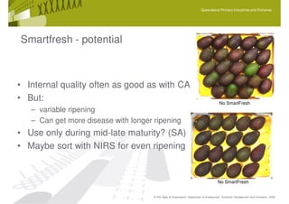 Queensland Primary Industries and Fisheries




Smartfresh - potential



• Internal quality often as good as with CA
• But:                                                                                  No SmartFresh
   – variable ripening
   – Can get more disease with longer ripening
• Use only during mid-late maturity? (SA)
• Maybe sort with NIRS for even ripening


                                                                                       No SmartFresh


                                      © The State of Queensland, Department of Employment, Economic Development and Innovation, 2009
 
