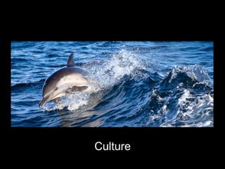 Culture
 