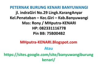 PETERNAK BURUNG KENARI BANYUWANGI 
jl. indraGiri No.29 Lingk.KarangAnyar 
Kel.Penataban – Kec.Giri – Kab.Banyuwangi 
Mas: Rony / MHputra-KENARI 
HP: 082331116778 
Pin BB: 75B004B2 
MHputra-KENARI.Blogspot.com 
Atau 
https://sites.google.com/site/banyuwangiburung 
kenari/ 
