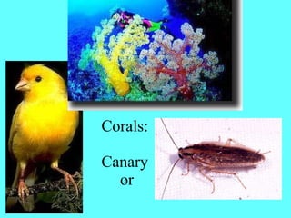 Corals: Canary  or 
