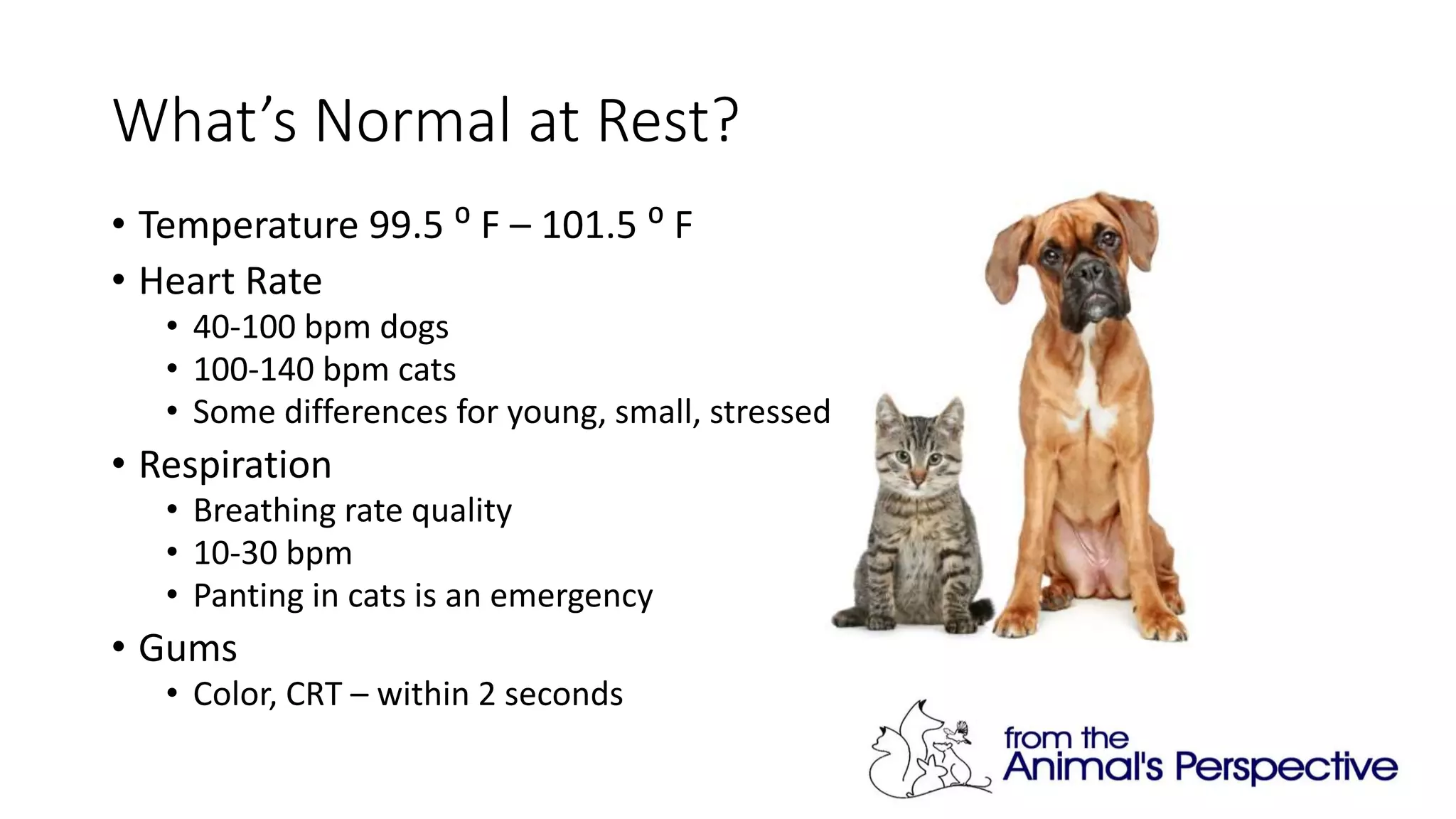 Pet first aid and cpr | PPTX