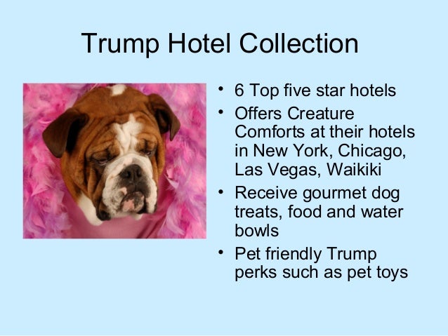 Best Dog Friendly Hotel Chains Best Dog Friendly Hotel Chains