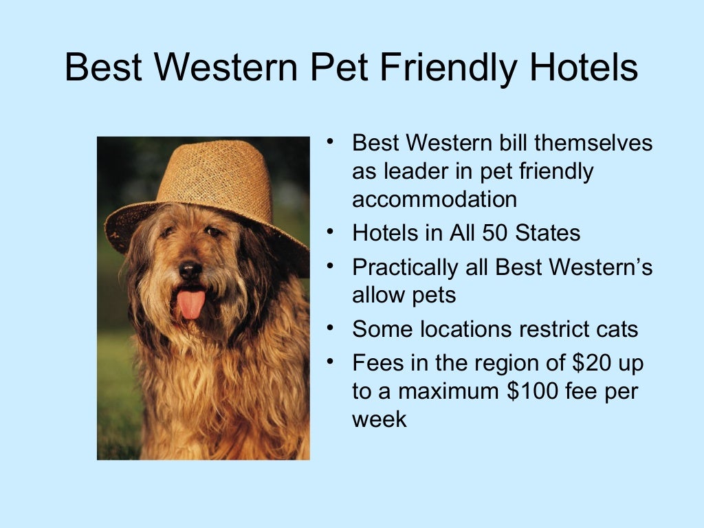 Best pet friends. Презентации на тему Pets. Pet friendly доклад. Дог френдли. Pet friendly среда.