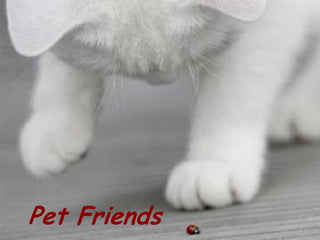 Pet Friends
 
