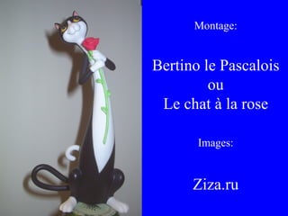 Montage: Bertino le Pascalois ou Le chat à la rose Images: Ziza.ru