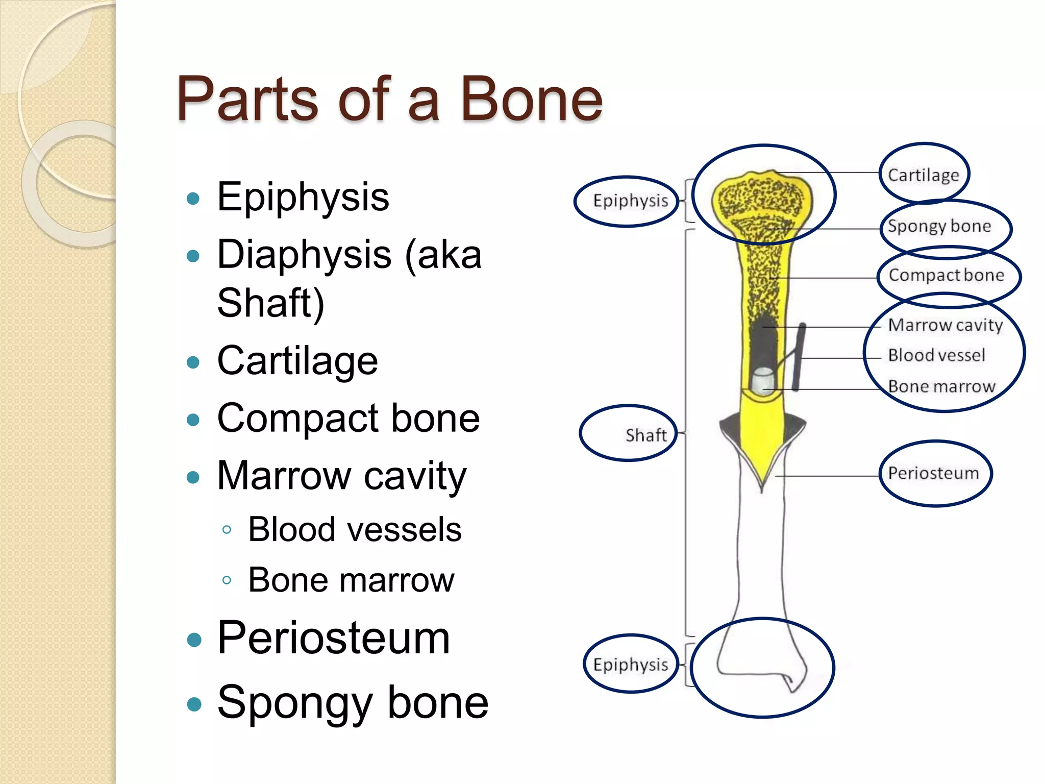 Parts of a Bone
 Epiphysis
 Diaphysis (aka
Shaft)
 Cartilage
 Compact bone
 Marrow cavity
◦ Blood vessels
◦ Bone marrow
 Periosteum
 Spongy bone
 