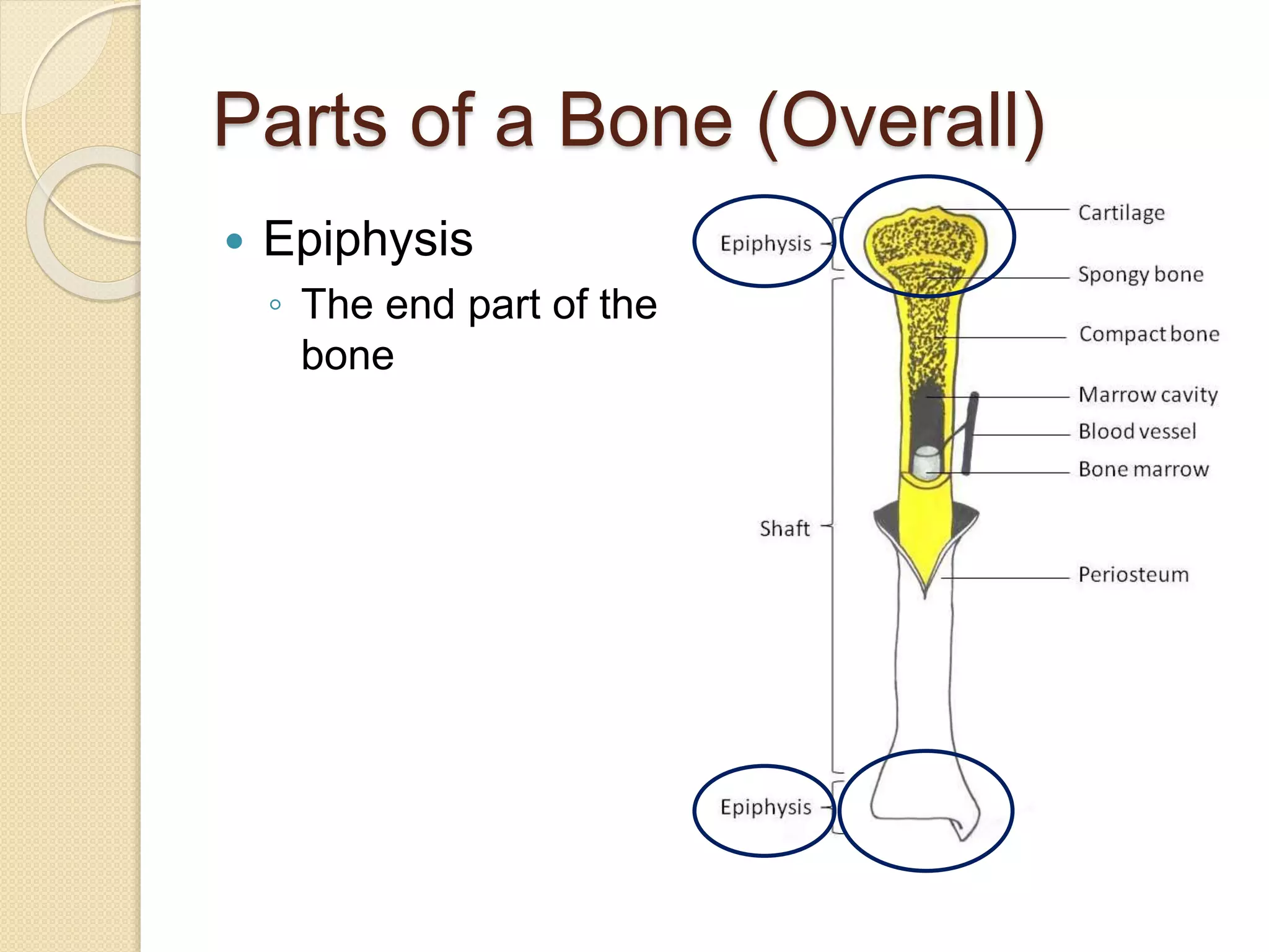 Parts of a Bone (Overall)
 Epiphysis
◦ The end part of the
bone
 