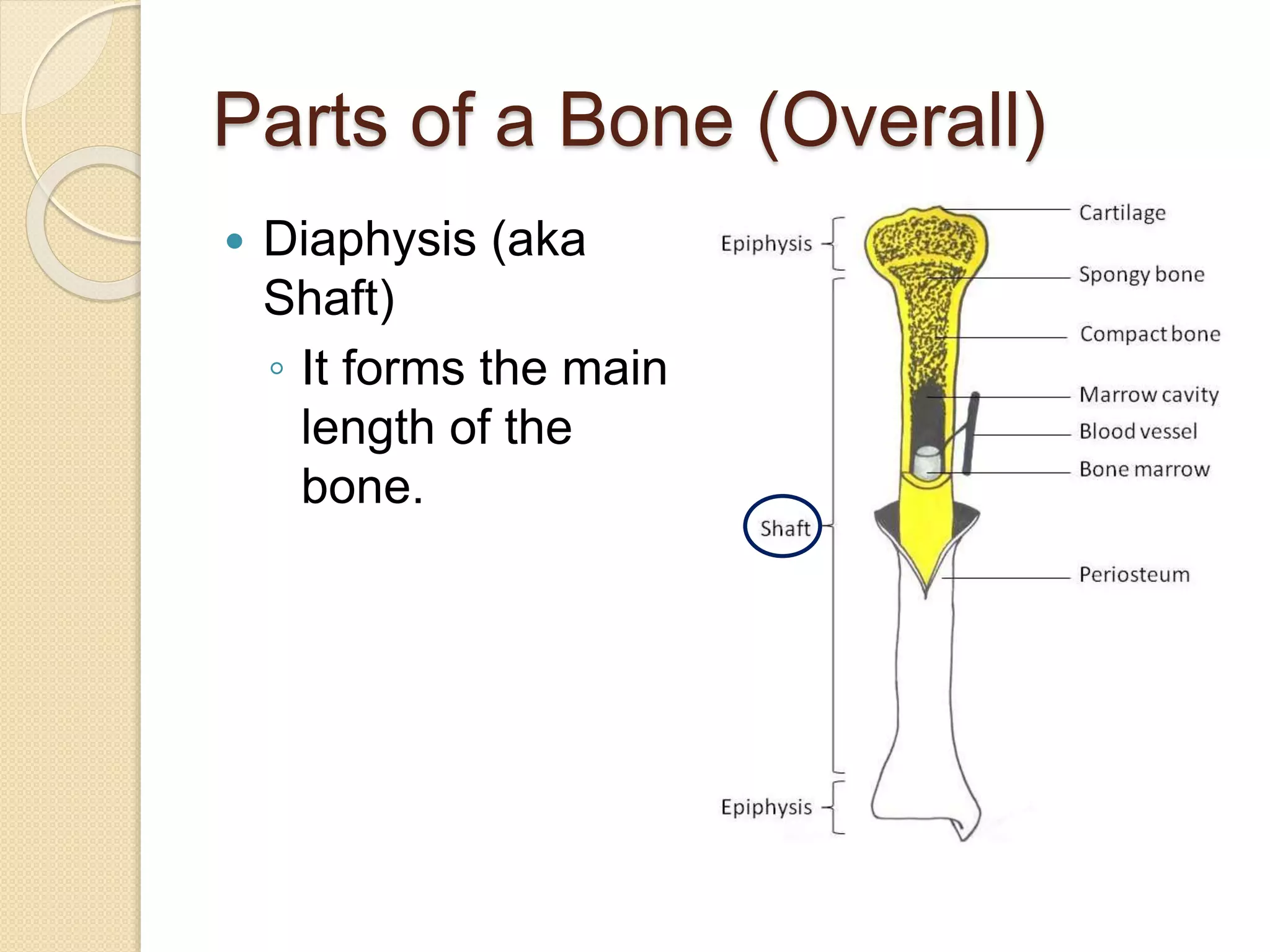 Parts of a Bone (Overall)
 Diaphysis (aka
Shaft)
◦ It forms the main
length of the
bone.
 