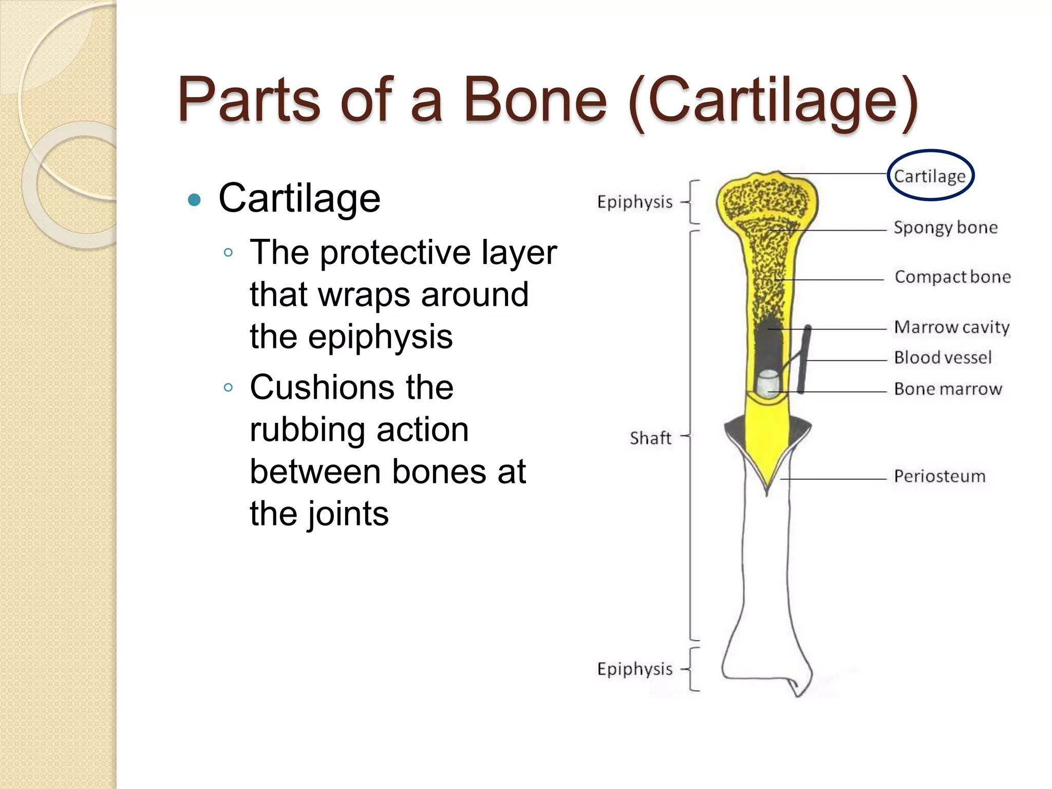 Parts of a Bone (Cartilage)
 Cartilage
◦ The protective layer
that wraps around
the epiphysis
◦ Cushions the
rubbing action
between bones at
the joints
 