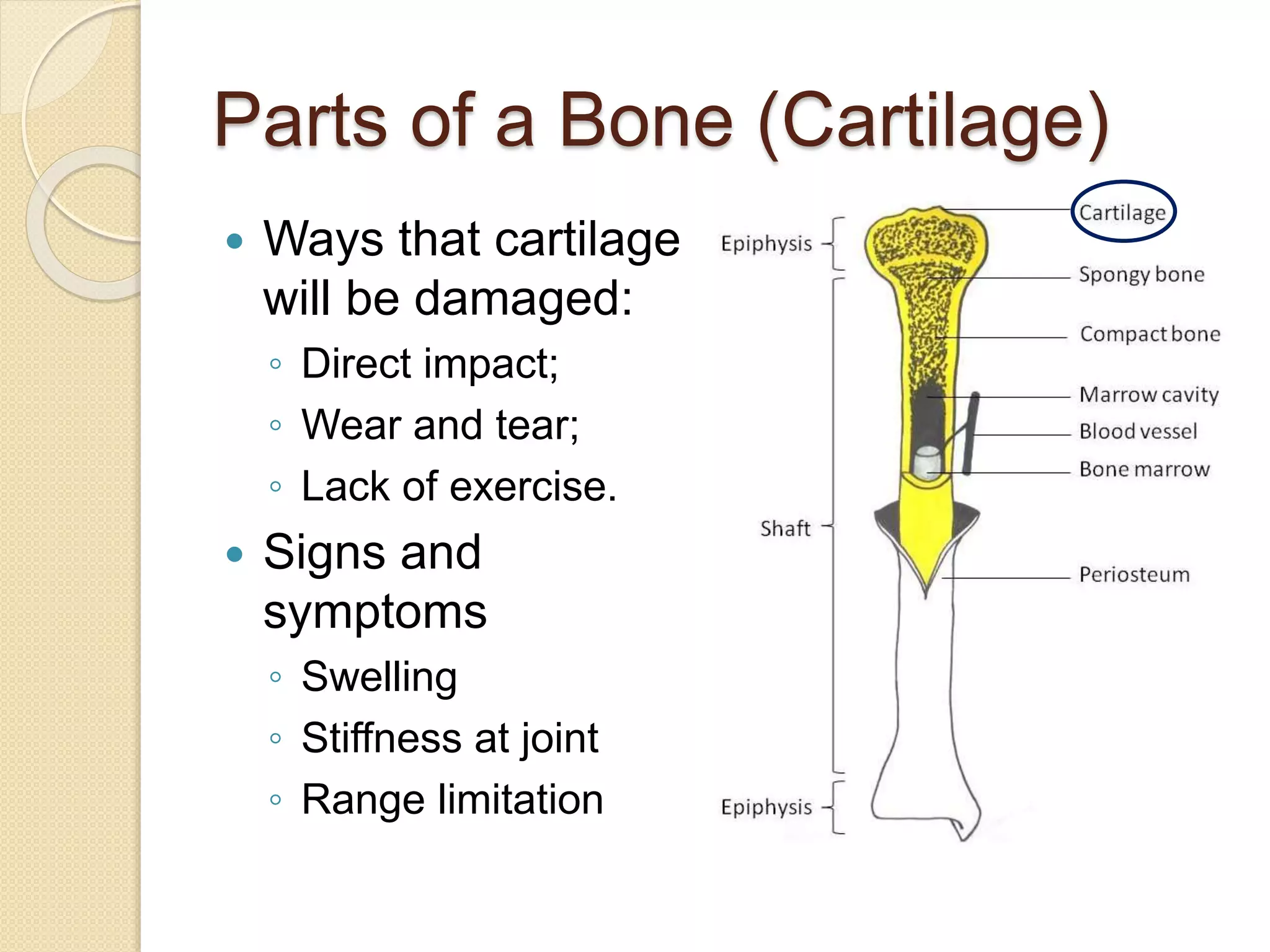 Parts of a Bone (Cartilage)
 Ways that cartilage
will be damaged:
◦ Direct impact;
◦ Wear and tear;
◦ Lack of exercise.
 Signs and
symptoms
◦ Swelling
◦ Stiffness at joint
◦ Range limitation
 