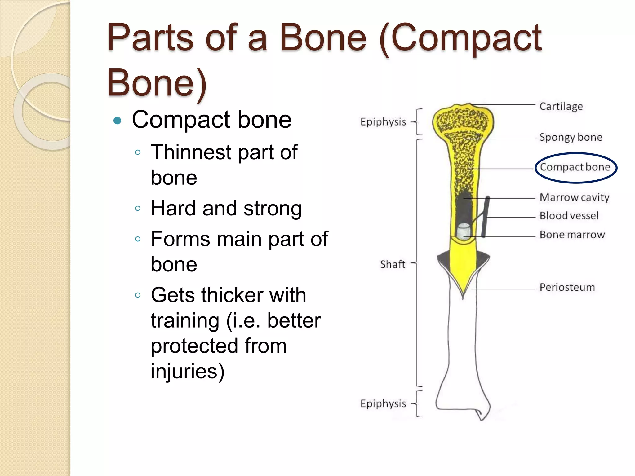 Parts of a Bone (Compact
Bone)
 Compact bone
◦ Thinnest part of
bone
◦ Hard and strong
◦ Forms main part of
bone
◦ Gets thicker with
training (i.e. better
protected from
injuries)
 