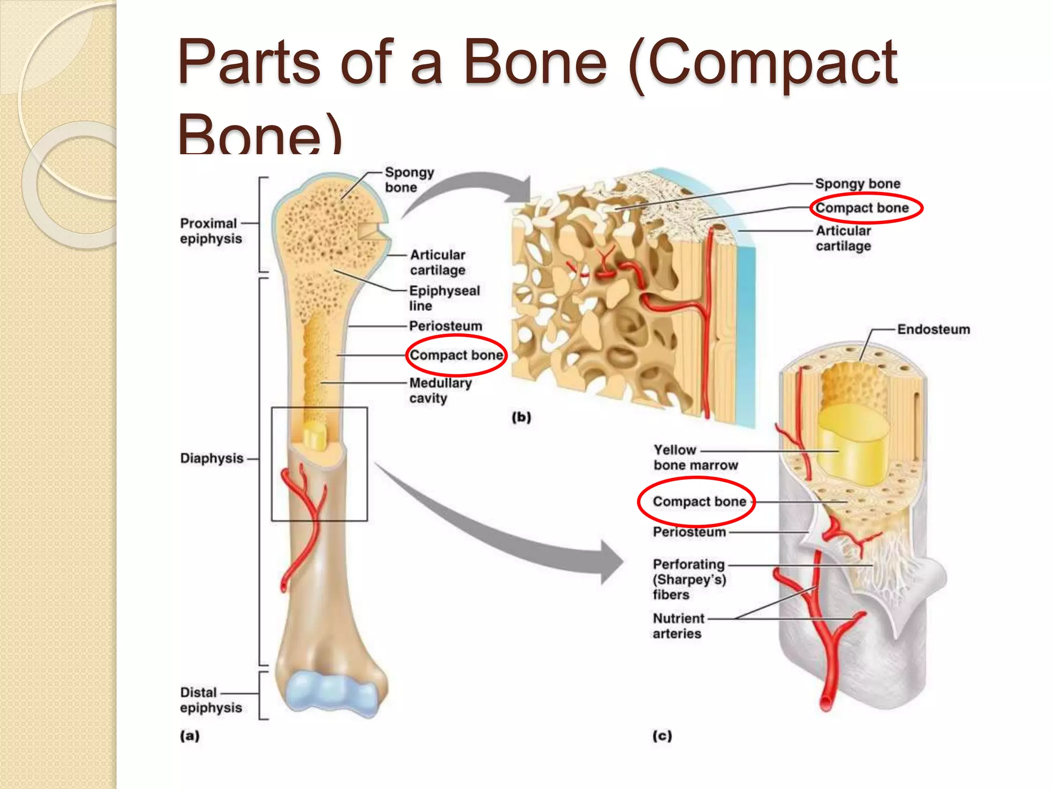 Parts of a Bone (Compact
Bone)
 