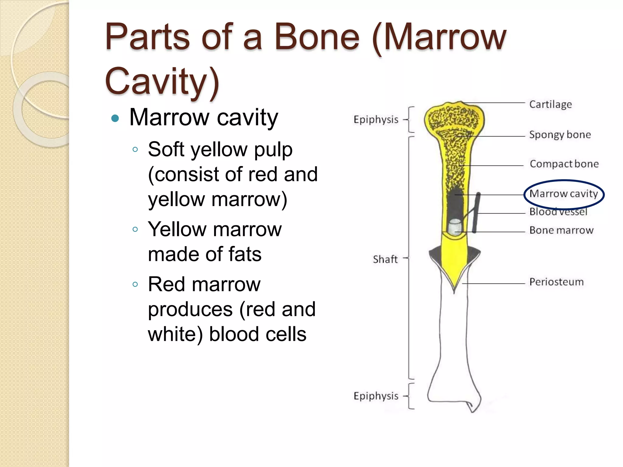 Parts of a Bone (Marrow
Cavity)
 Marrow cavity
◦ Soft yellow pulp
(consist of red and
yellow marrow)
◦ Yellow marrow
made of fats
◦ Red marrow
produces (red and
white) blood cells
 