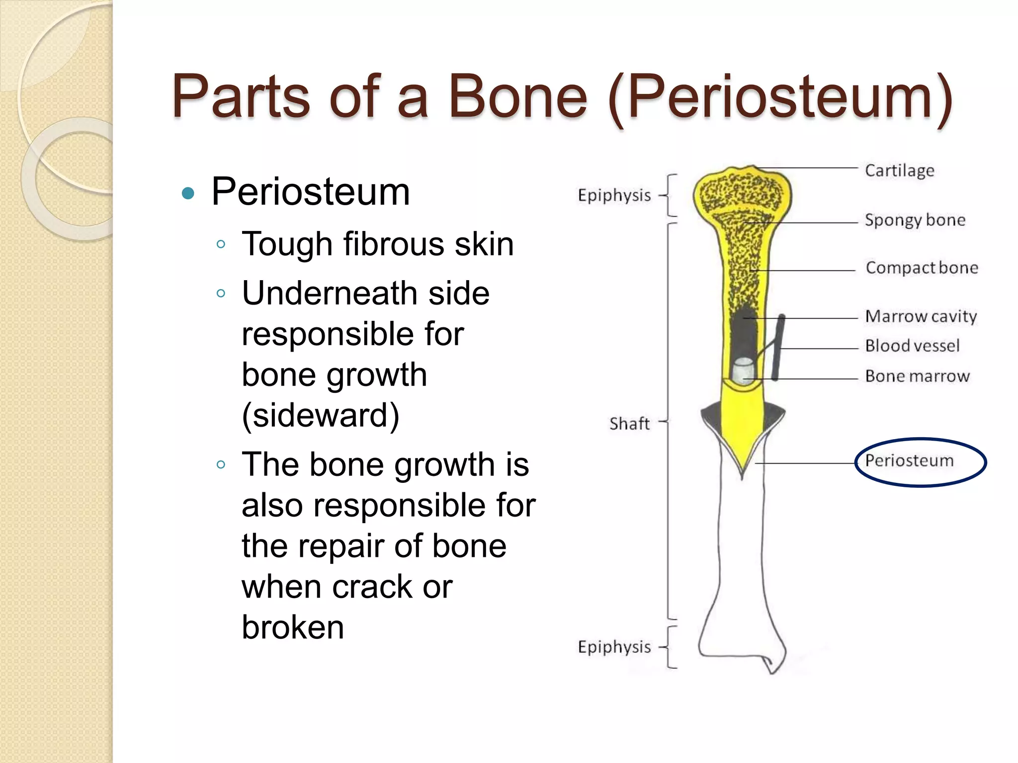 Parts of a Bone (Periosteum)
 Periosteum
◦ Tough fibrous skin
◦ Underneath side
responsible for
bone growth
(sideward)
◦ The bone growth is
also responsible for
the repair of bone
when crack or
broken
 
