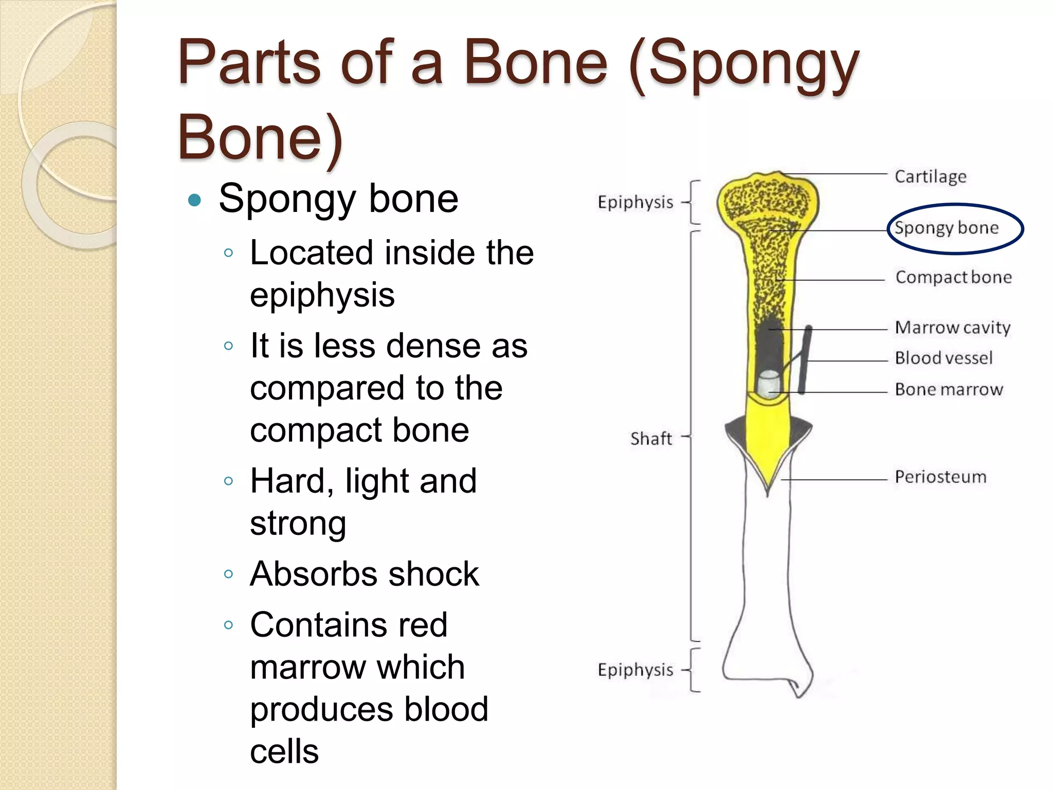 Parts of a Bone (Spongy
Bone)
 Spongy bone
◦ Located inside the
epiphysis
◦ It is less dense as
compared to the
compact bone
◦ Hard, light and
strong
◦ Absorbs shock
◦ Contains red
marrow which
produces blood
cells
 