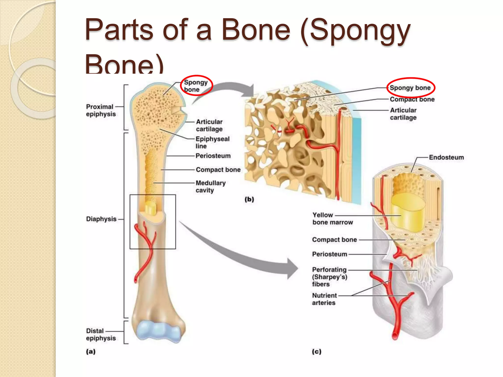 Parts of a Bone (Spongy
Bone)
 