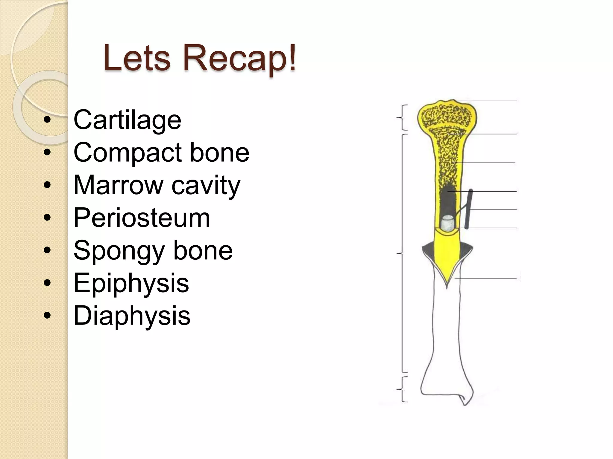 Lets Recap!
• Cartilage
• Compact bone
• Marrow cavity
• Periosteum
• Spongy bone
• Epiphysis
• Diaphysis
 