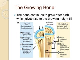 The Growing Bone
 The bone continues to grow after birth,
which gives rise to the growing height till
adulthood.
 