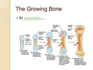 The Growing Bone
 In summary…
 