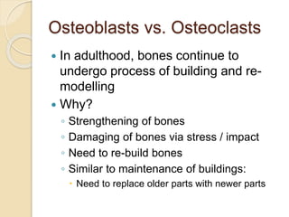 Osteoblasts vs. Osteoclasts
 In adulthood, bones continue to
undergo process of building and re-
modelling
 Why?
◦ Strengthening of bones
◦ Damaging of bones via stress / impact
◦ Need to re-build bones
◦ Similar to maintenance of buildings:
 Need to replace older parts with newer parts
 