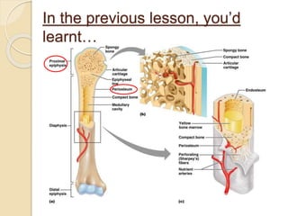 In the previous lesson, you’d
learnt…
 