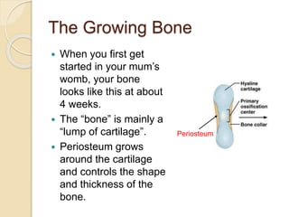 The Growing Bone
 When you first get
started in your mum’s
womb, your bone
looks like this at about
4 weeks.
 The “bone” is mainly a
“lump of cartilage”.
 Periosteum grows
around the cartilage
and controls the shape
and thickness of the
bone.
Periosteum
 