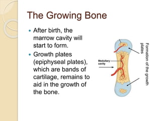 The Growing Bone
 After birth, the
marrow cavity will
start to form.
 Growth plates
(epiphyseal plates),
which are bands of
cartilage, remains to
aid in the growth of
the bone.
Formationofthegrowth
plates
 