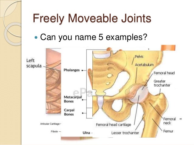 5 4 Different Kinds Of Joints