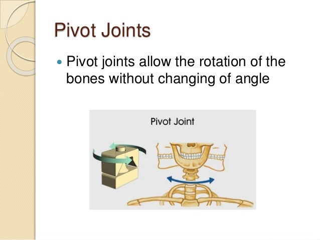 5 5 Synovial Joints And Contraindicated Exercises