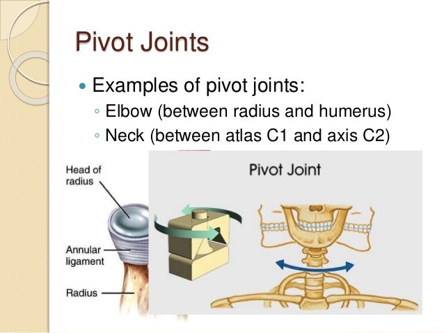 5 5 Synovial Joints And Contraindicated Exercises