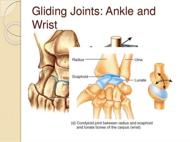 5.5 synovial joints and contraindicated exercises
