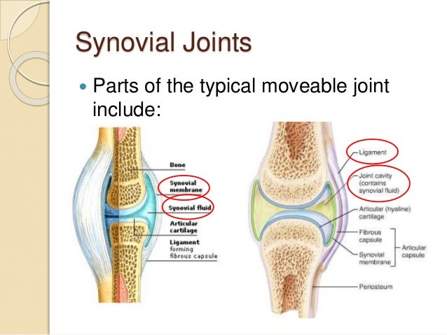 5 5 synovial joints and contraindicated exercises