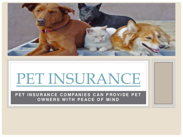 Pet insurance pet insurance